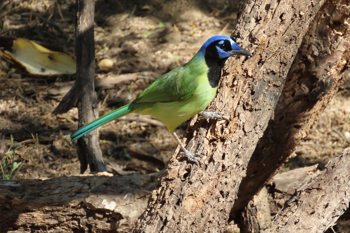 Green Jay - ML645082451
