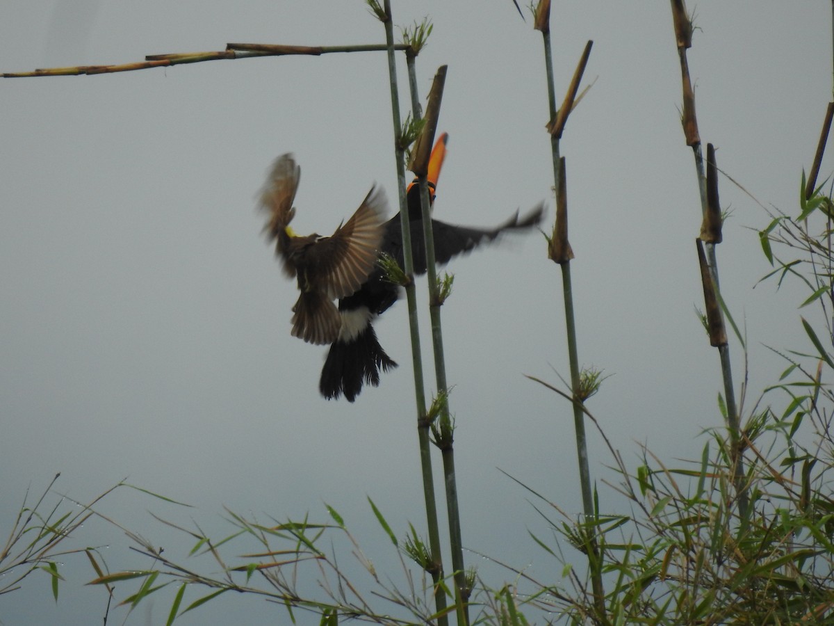 Toco Toucan - ML645082453