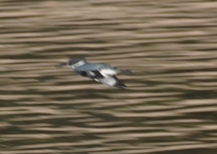 Опоясанный зимородок - ML645082462