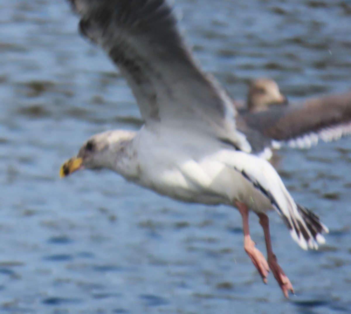 gull sp. - ML645082466
