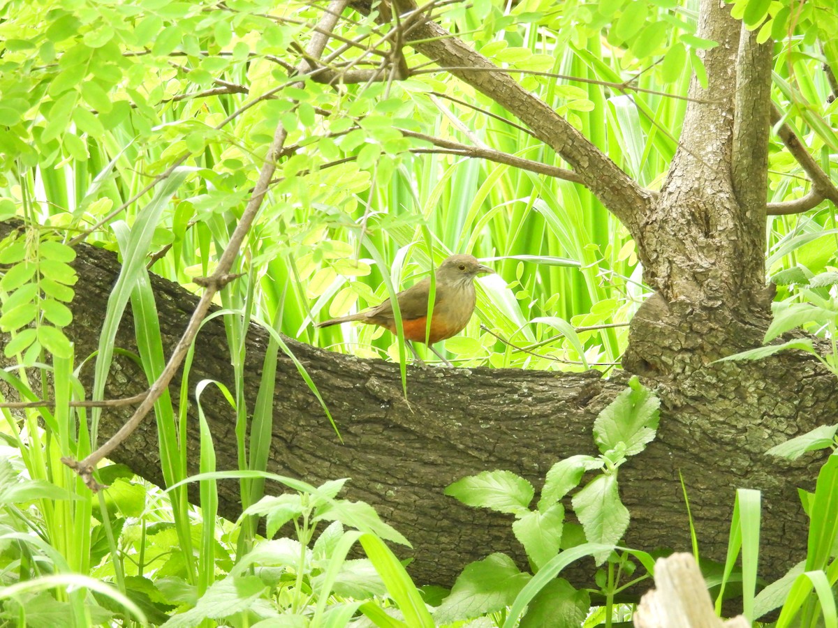 Rufous-bellied Thrush - ML645082477