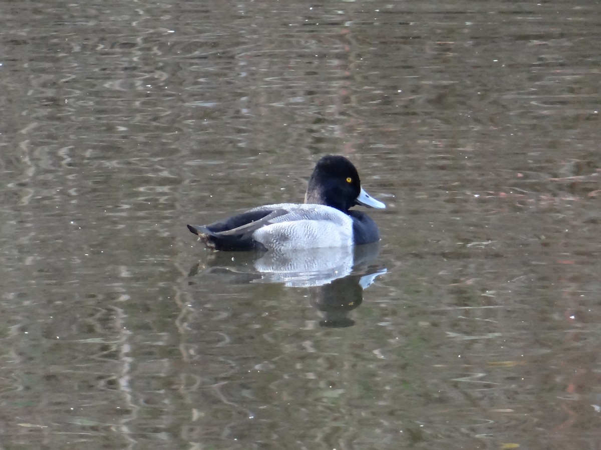 コスズガモ - ML645082486