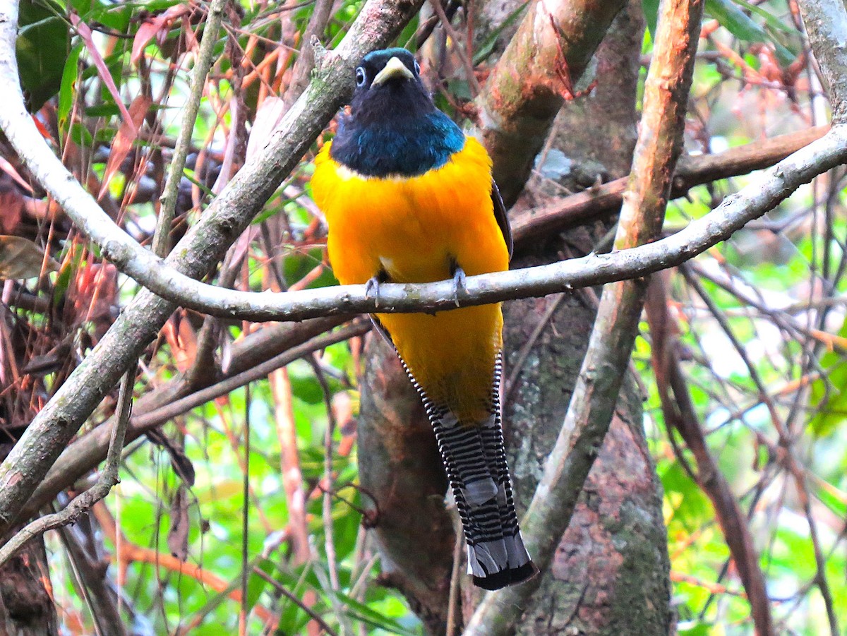 Atlantic Black-throated Trogon - ML645082489