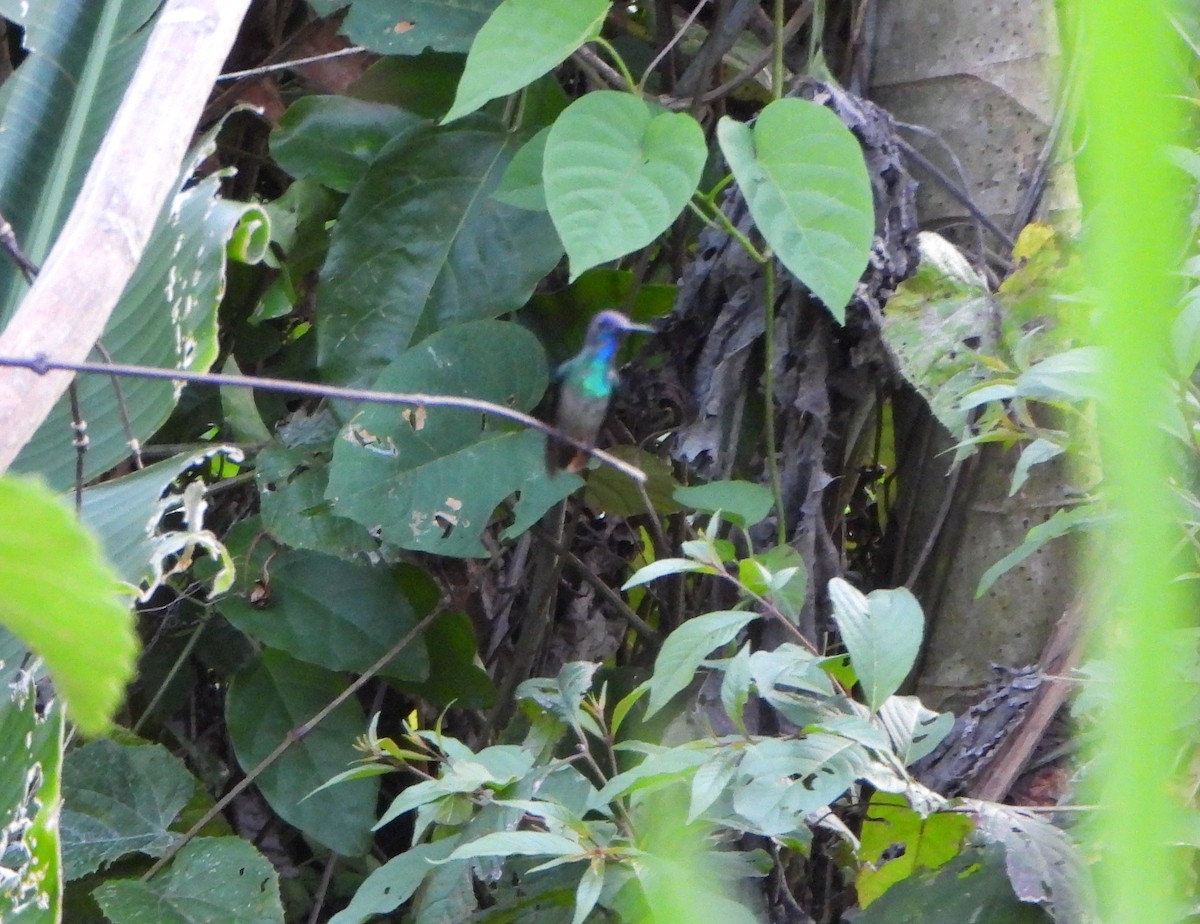 gyllenstjertkolibri - ML645082492