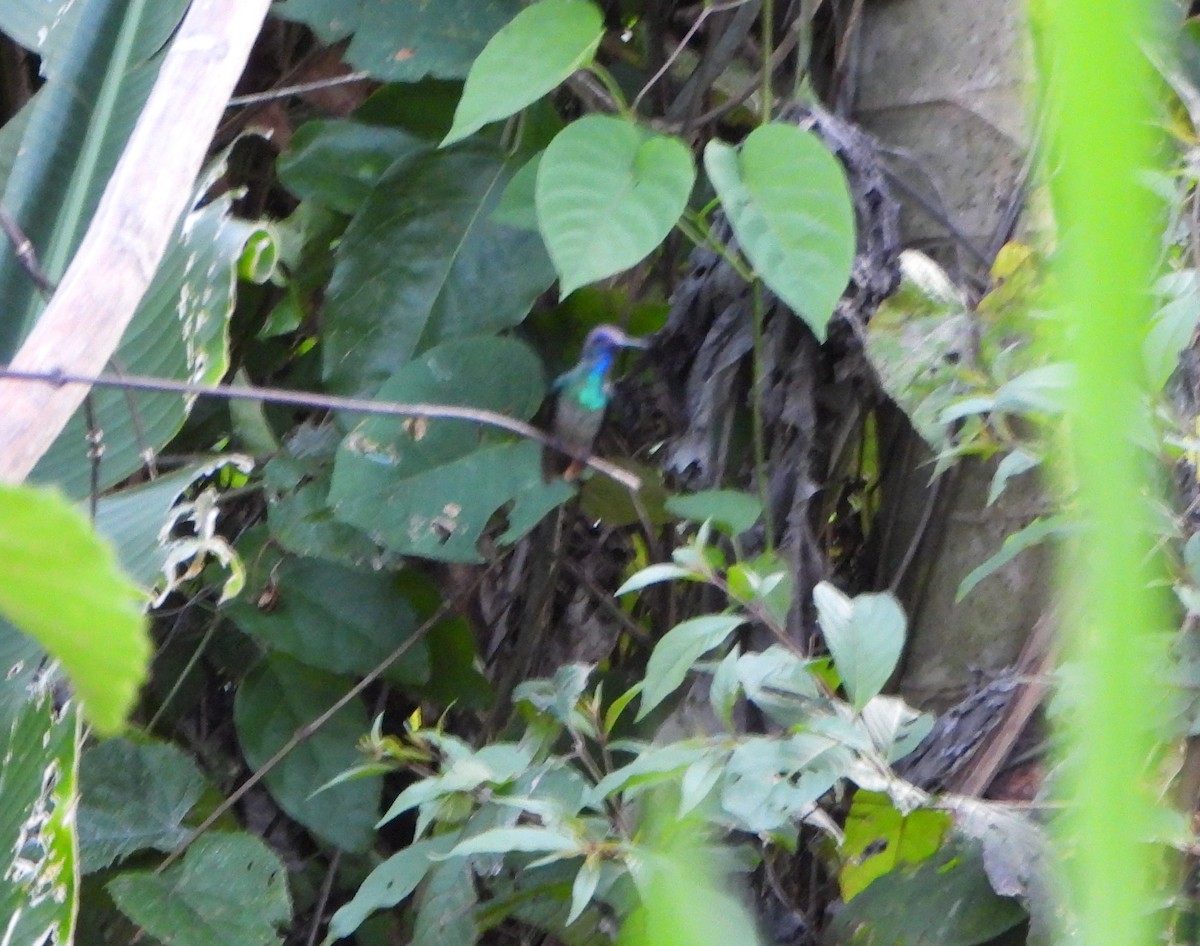 gyllenstjertkolibri - ML645082494