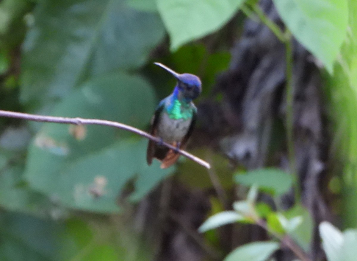 gyllenstjertkolibri - ML645082496