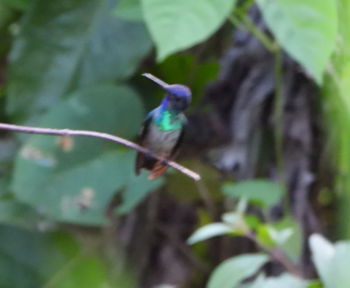 gyllenstjertkolibri - ML645082499
