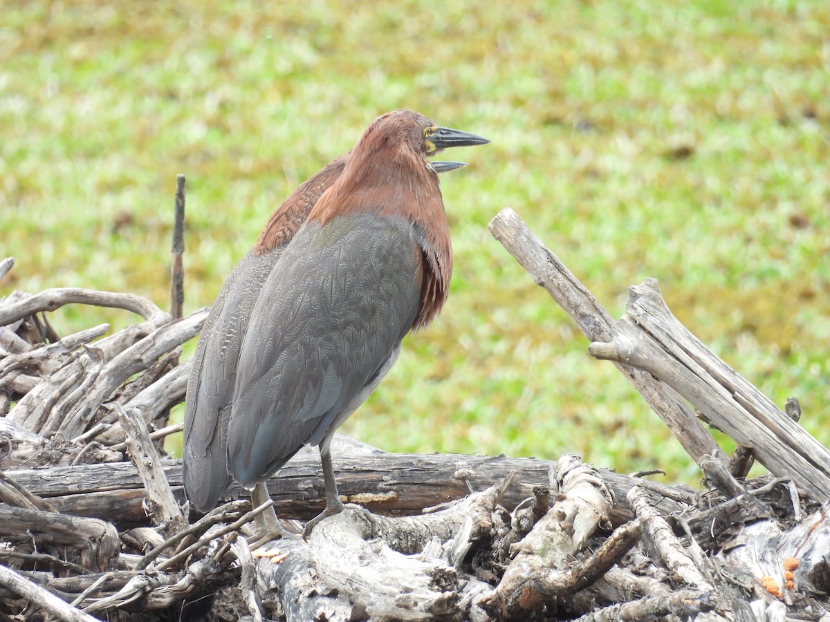 Rufescent Tiger-Heron - ML645082519