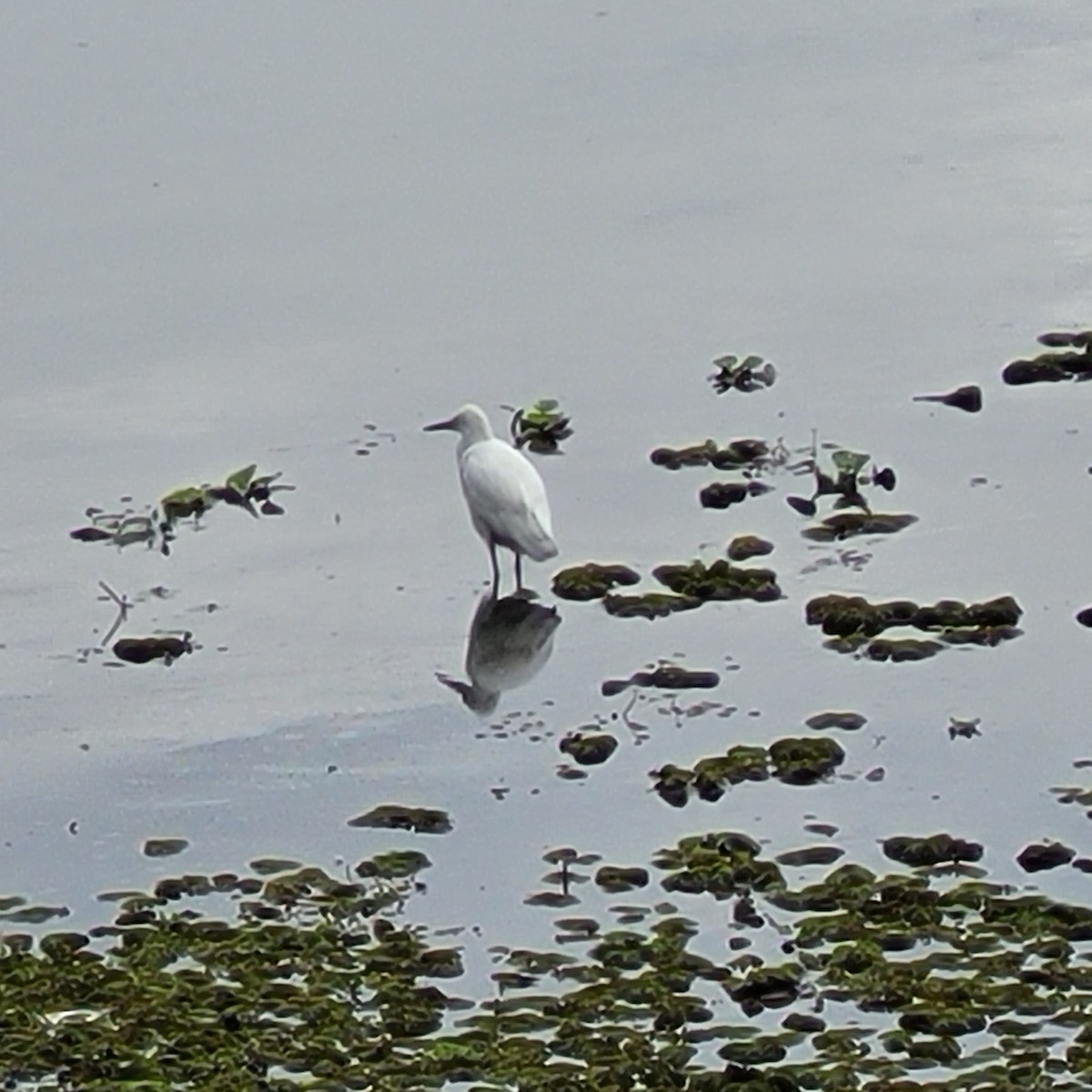 Snowy Egret - ML645082530
