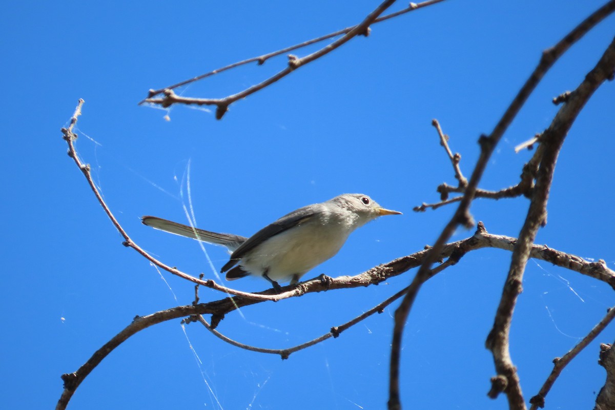 Комароловка сиза - ML645082535