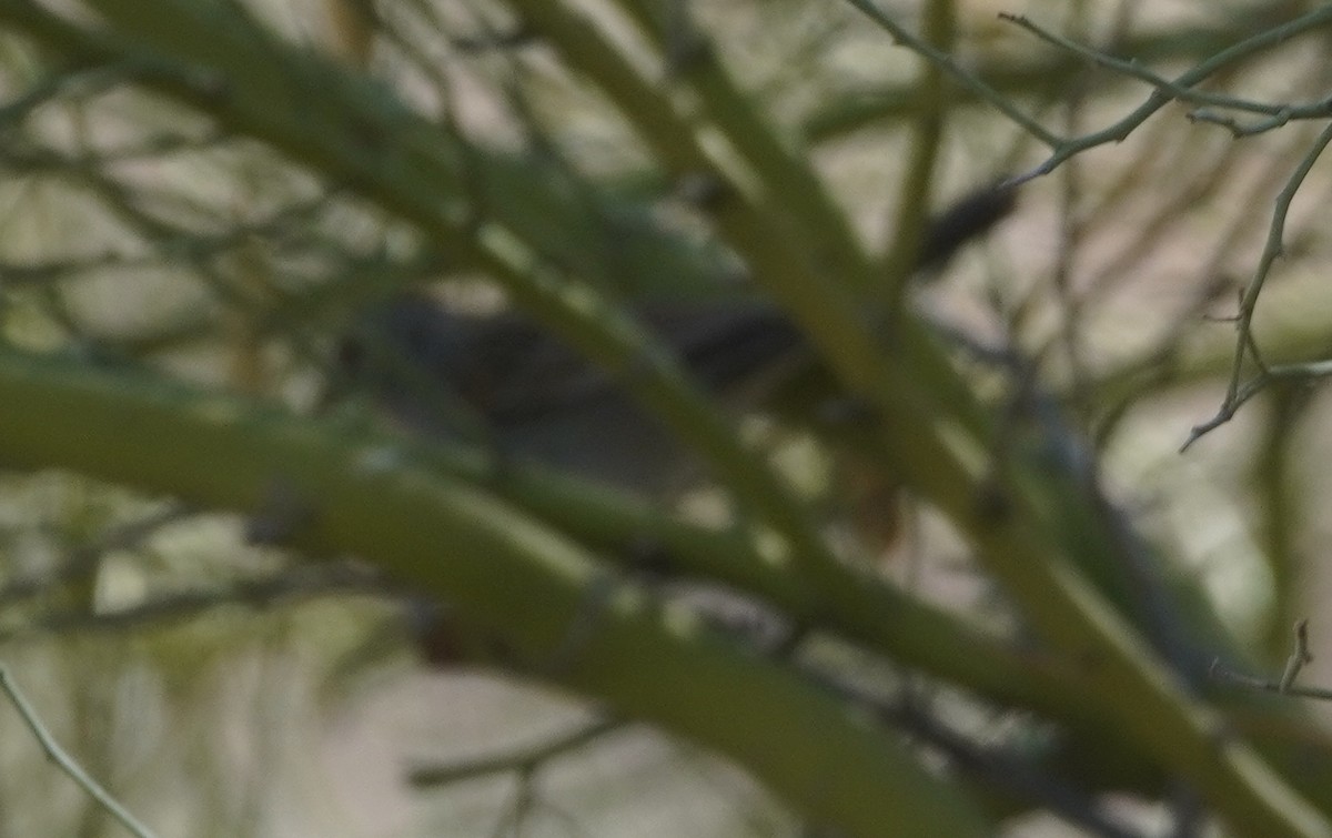 Опоясанный зимородок - ML645082549