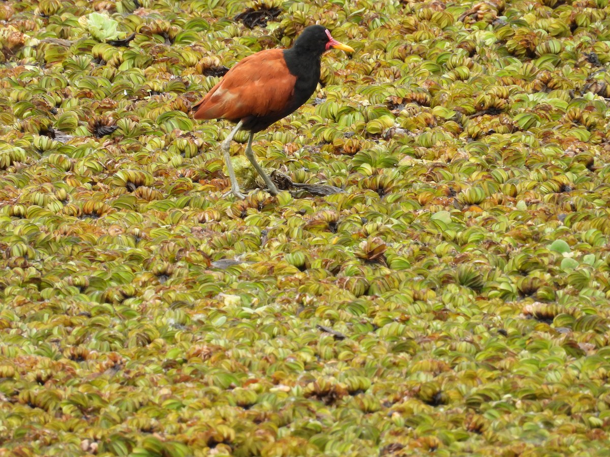 Wattled Jacana - ML645082551