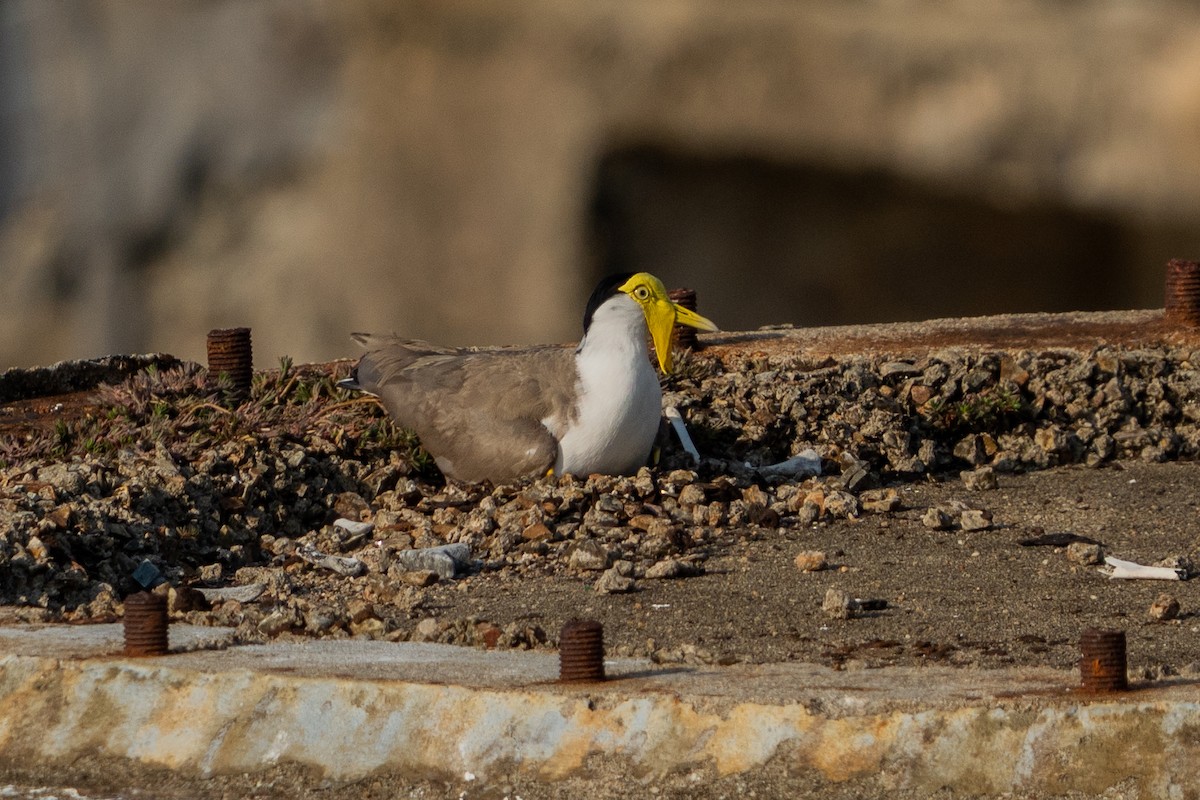 čejka australská - ML645082565