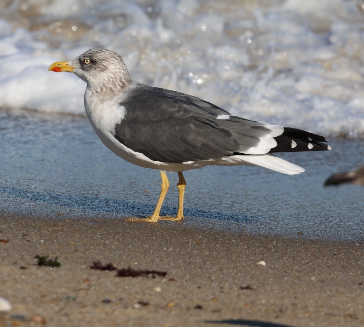 Gaviota Sombría - ML645082571
