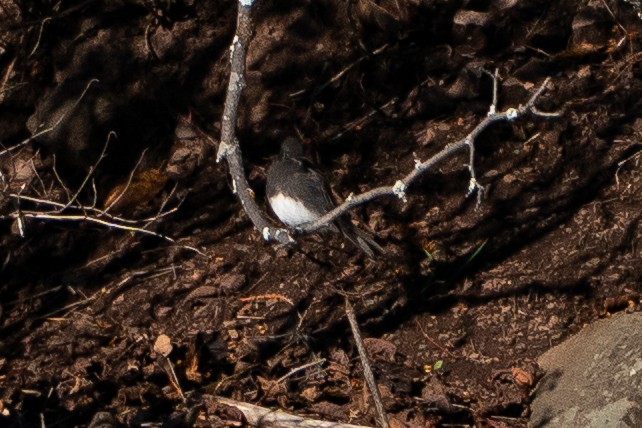 Black Phoebe - ML645082583