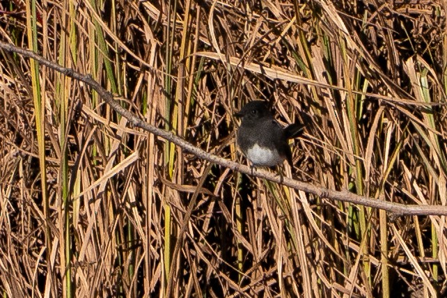 Black Phoebe - ML645082584