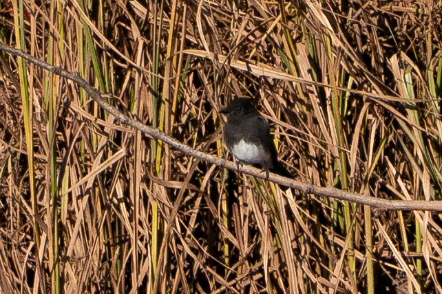 Black Phoebe - ML645082585
