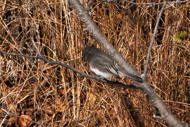 Black Phoebe - ML645082586