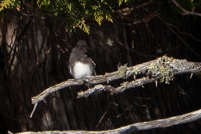 Black Phoebe - ML645082587