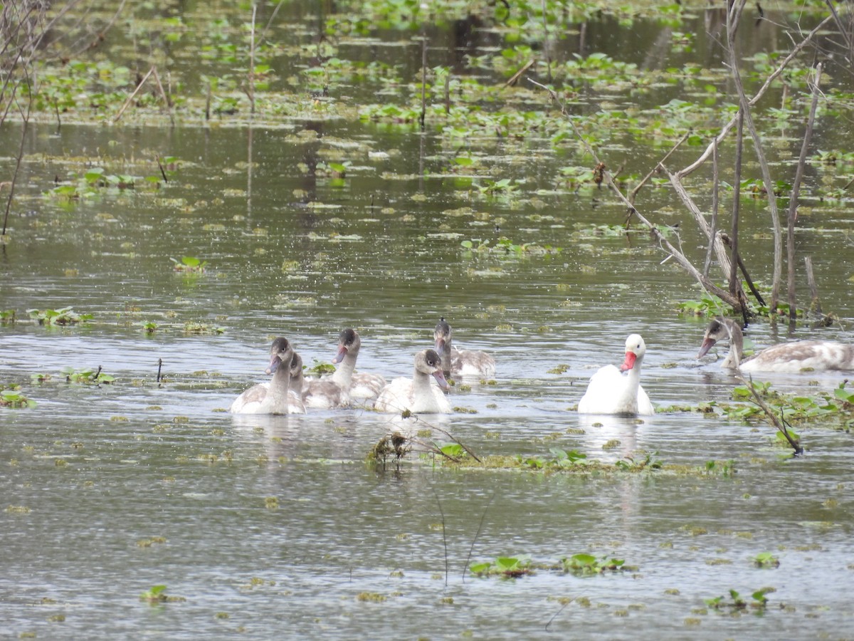 Coscoroba Swan - ML645082589