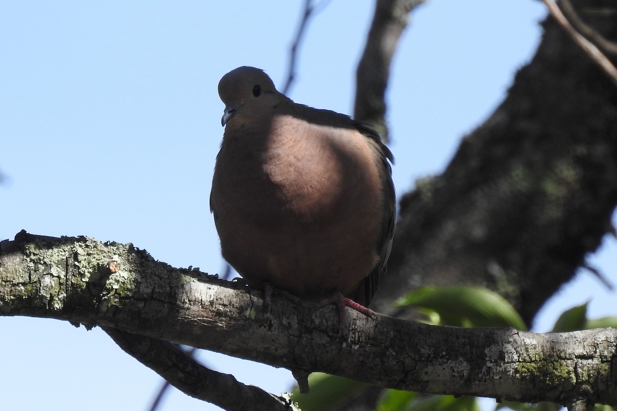 Eared Dove - ML645082603