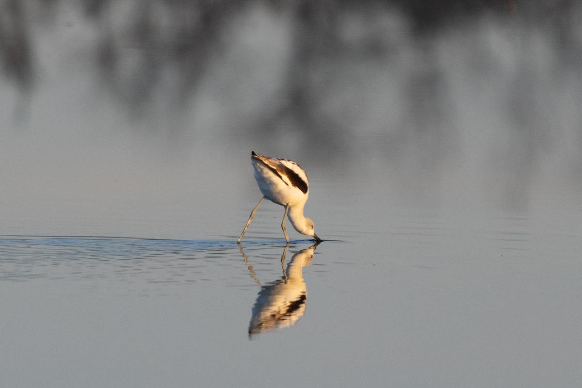 American Avocet - ML645082610