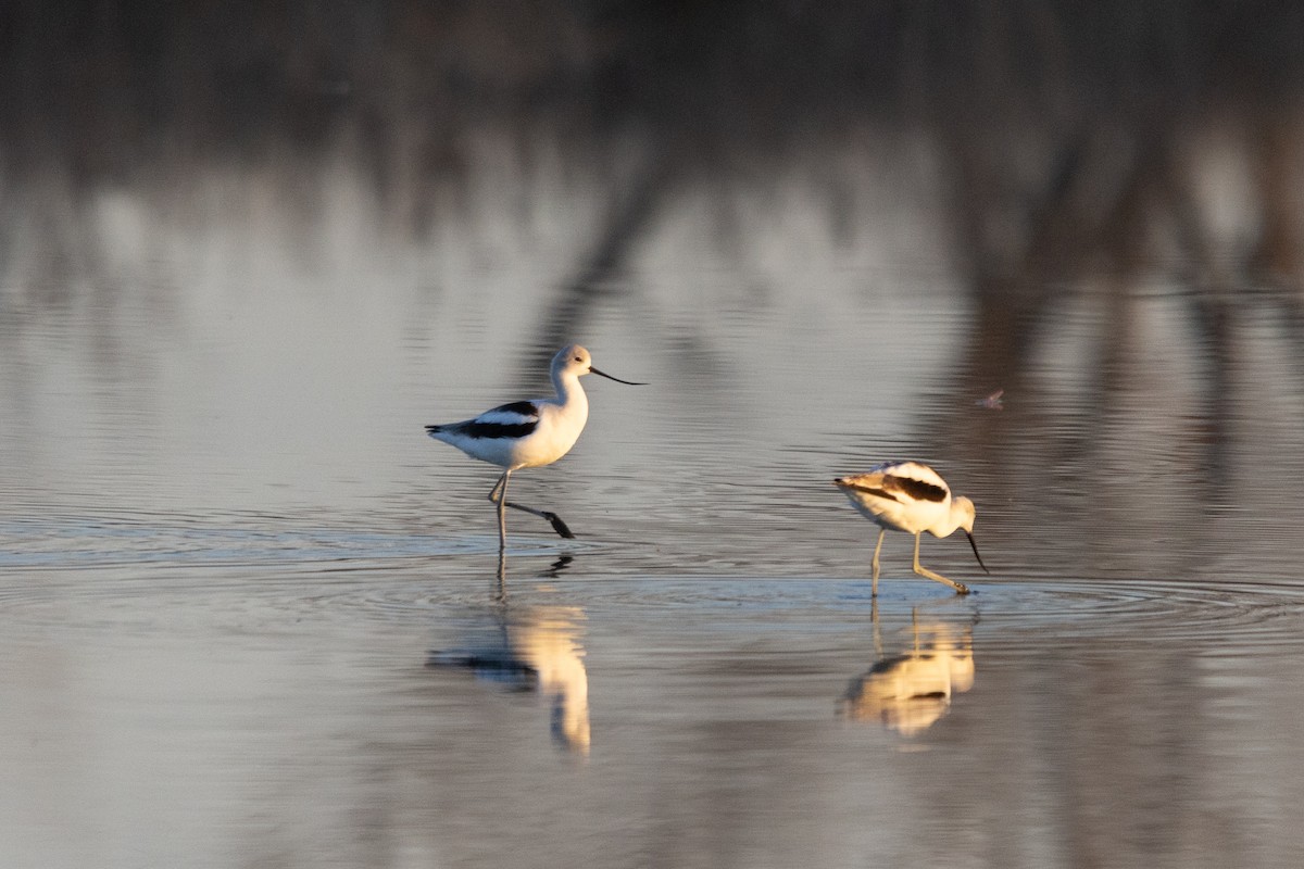American Avocet - ML645082611