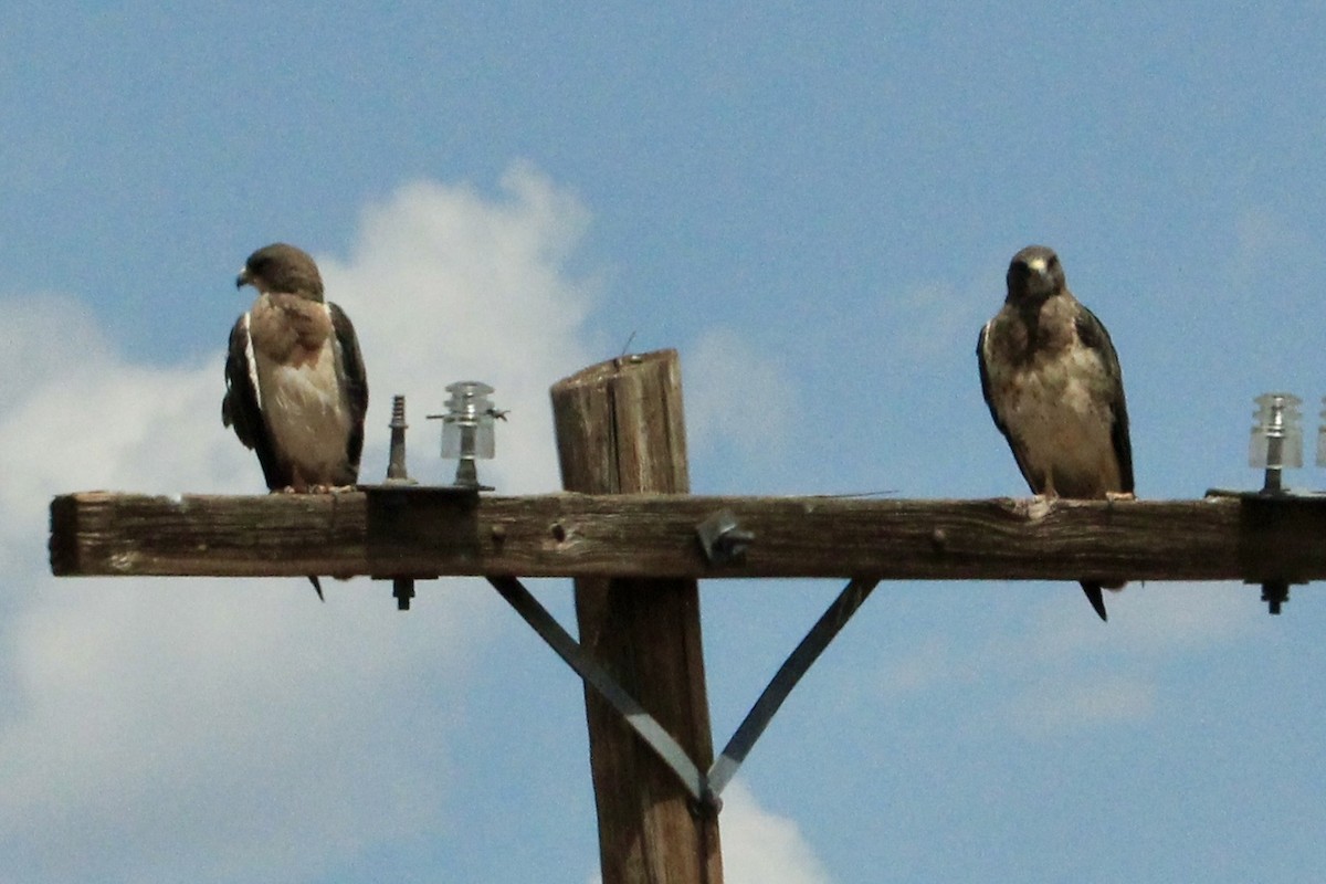 Swainson's Hawk - ML645082616