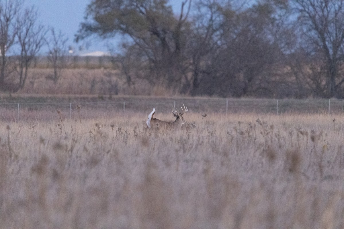 White-tailed Deer - ML645082640