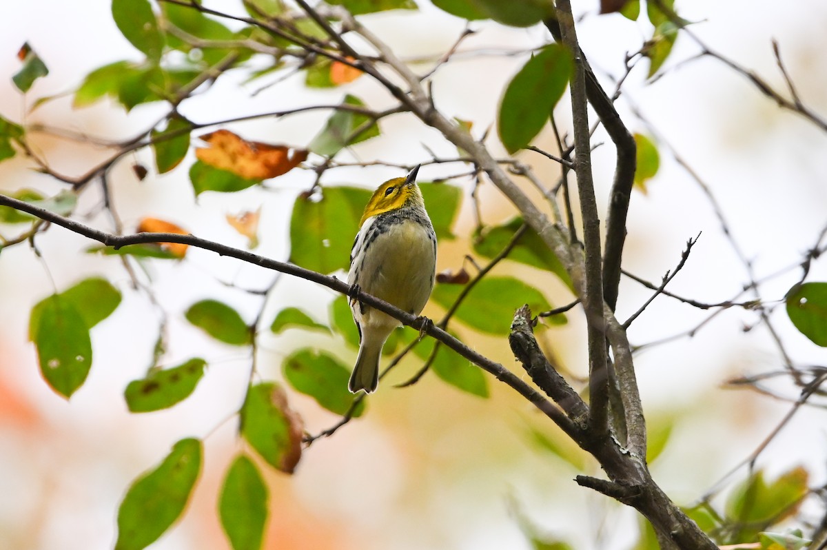 Black-throated Green Warbler - ML645082645