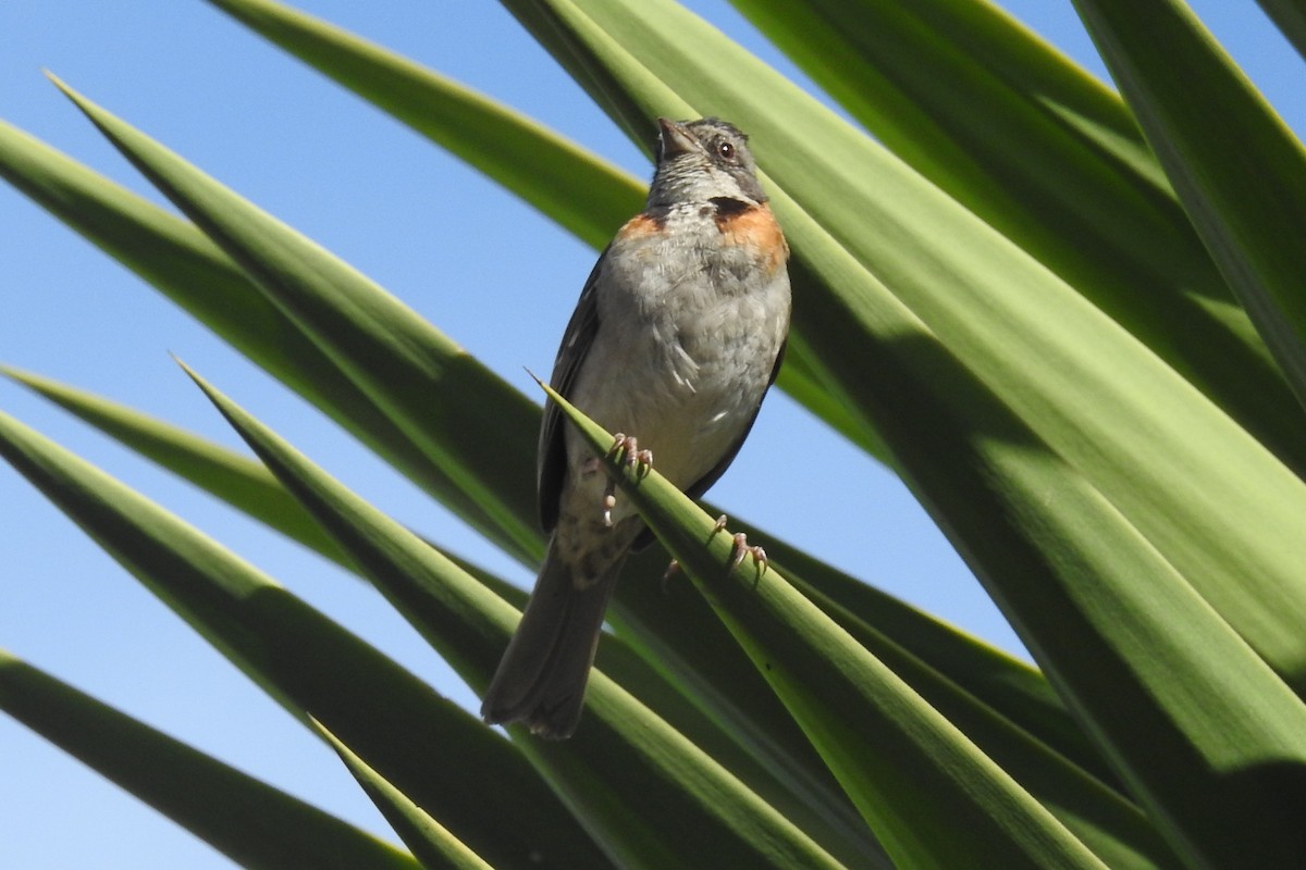 Rufous-collared Sparrow - ML645082647