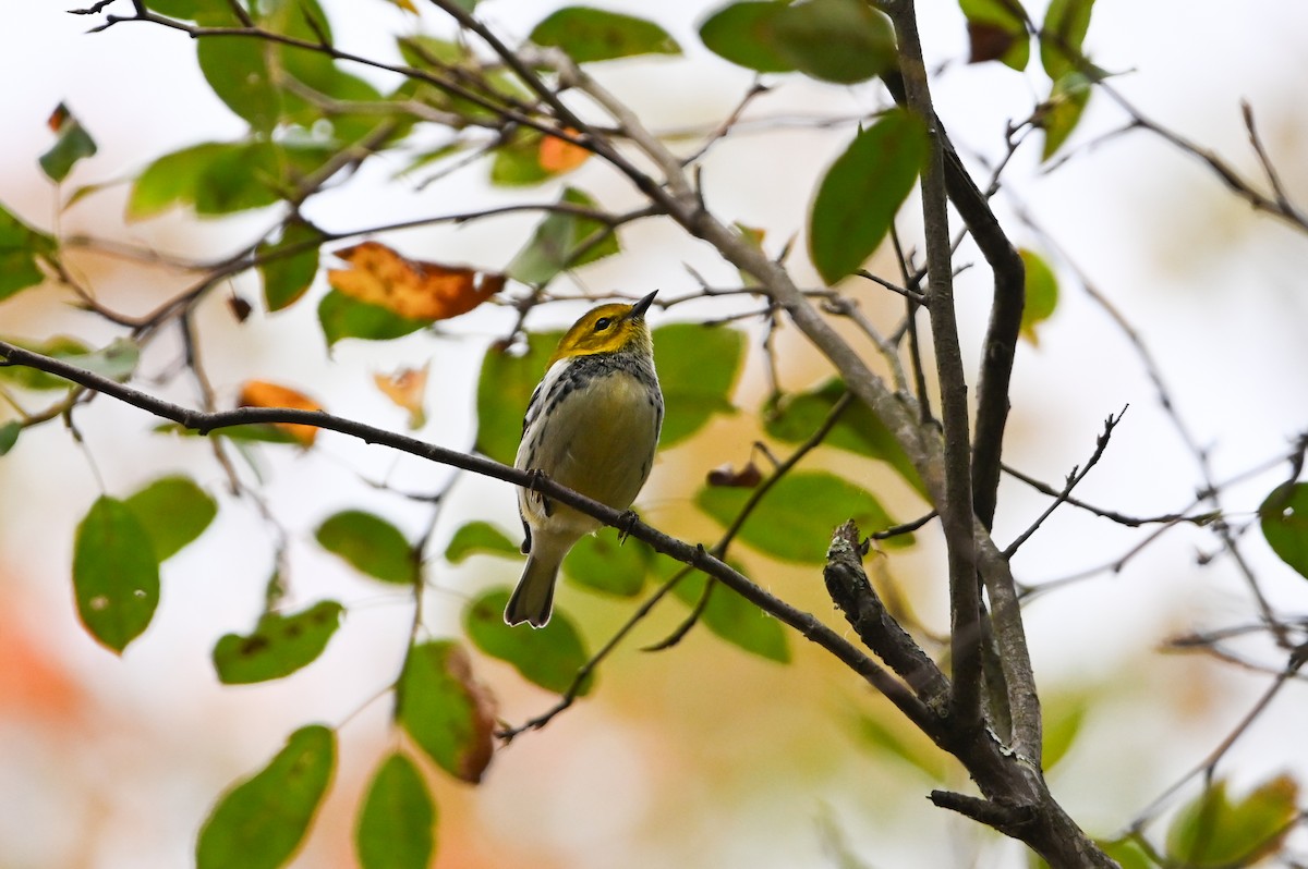 Black-throated Green Warbler - ML645082651