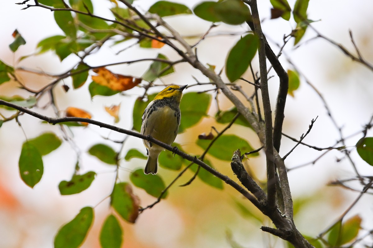 Black-throated Green Warbler - ML645082653