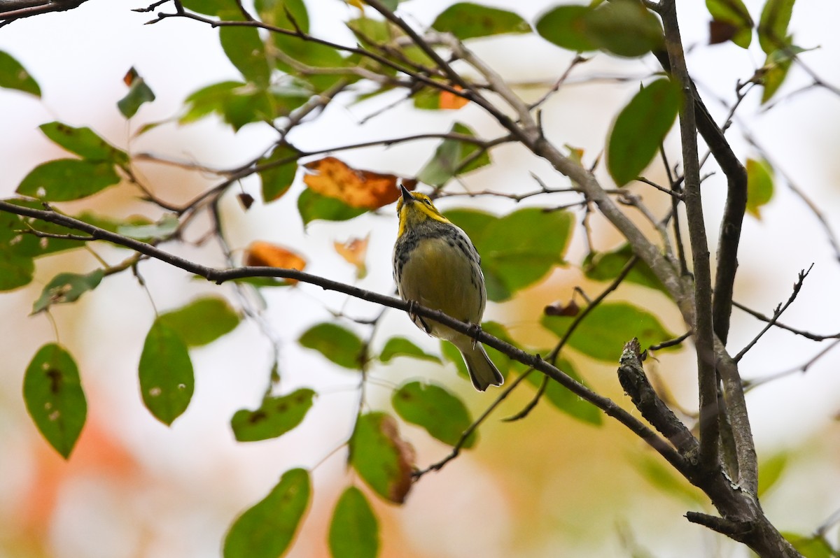 Black-throated Green Warbler - ML645082655