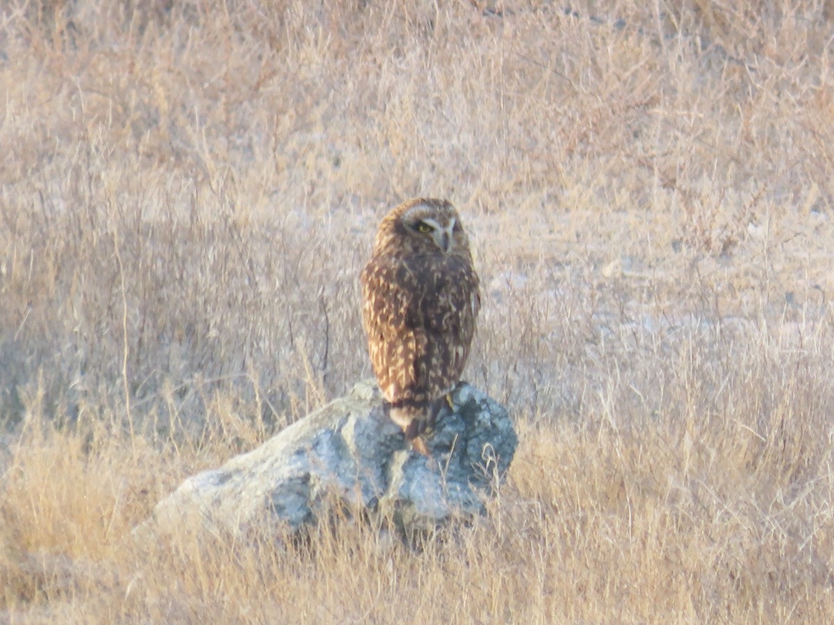 コミミズク（flammeus） - ML645082657