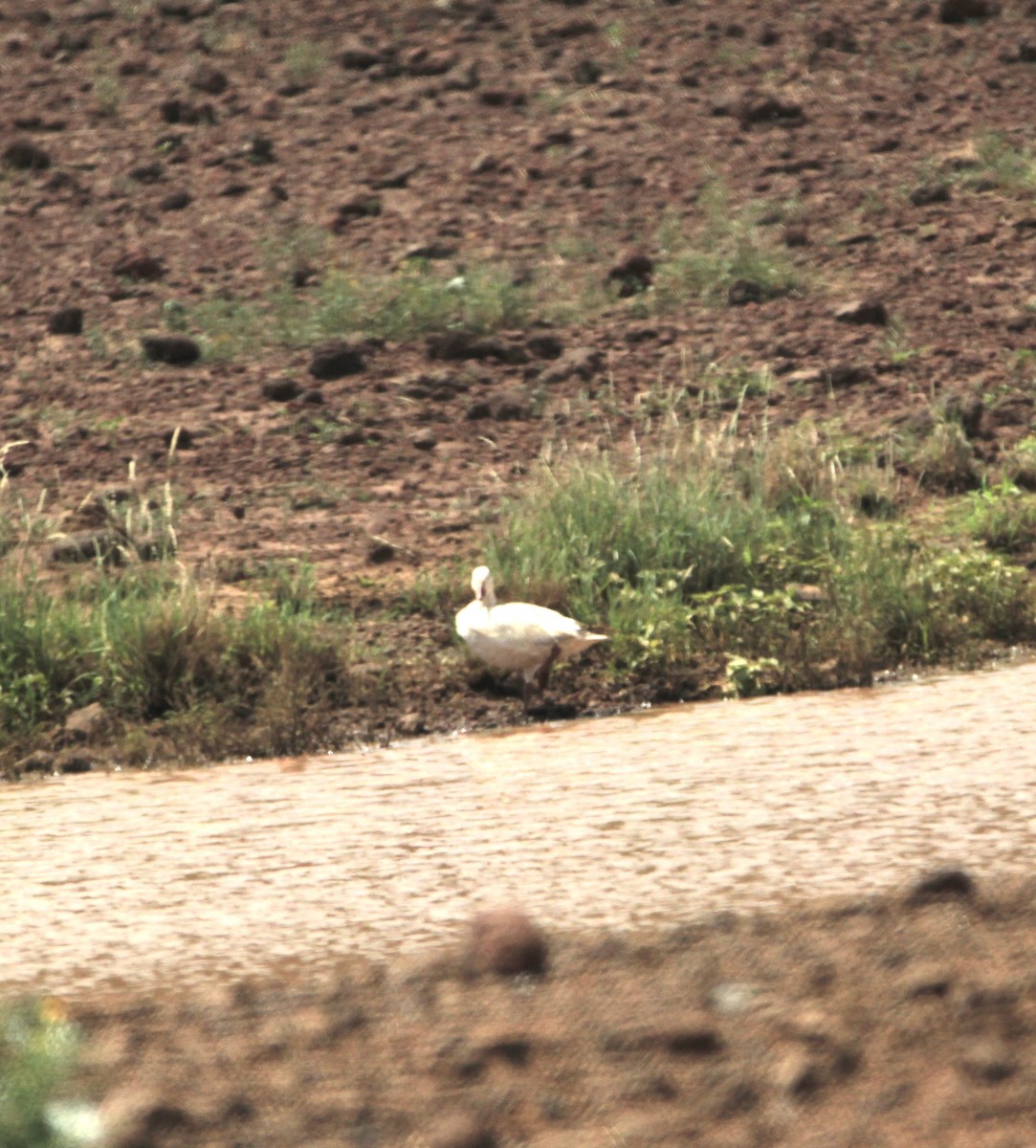 Snow Goose - ML645082668