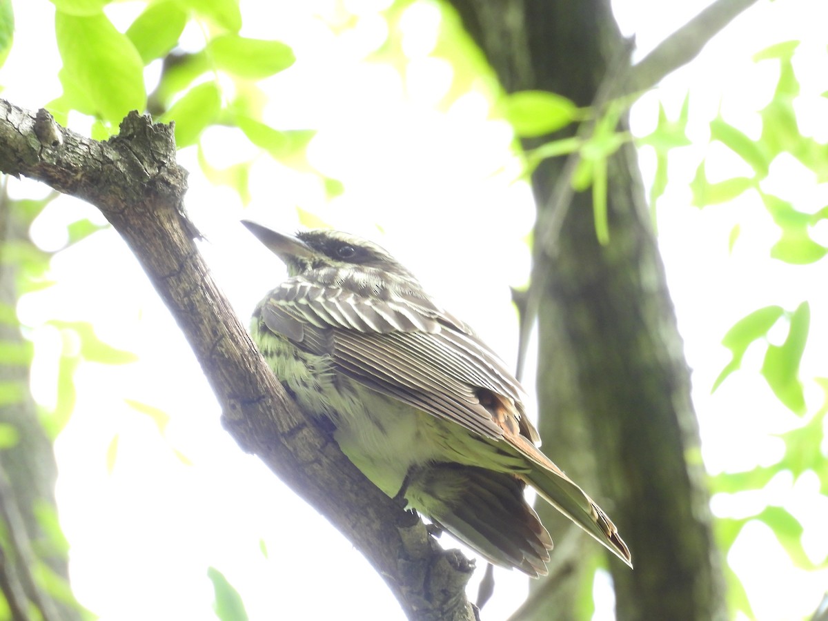 Streaked Flycatcher - ML645082674