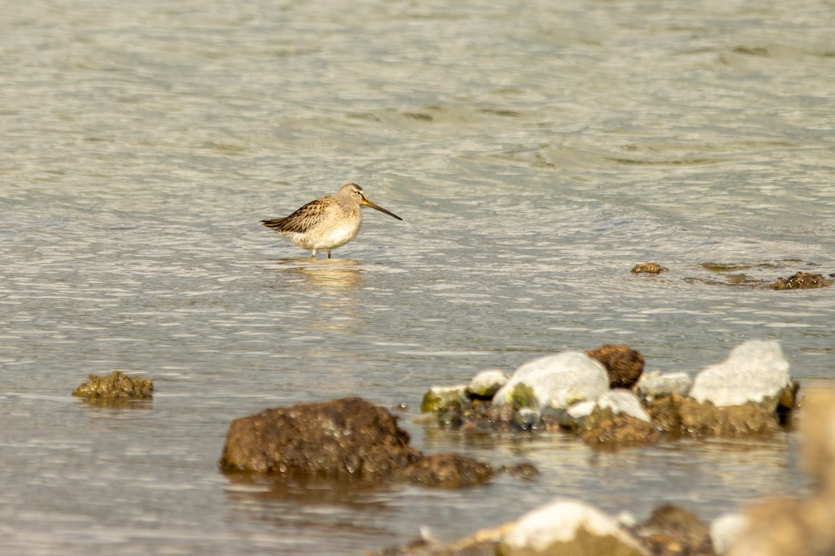 slukovec dlouhozobý - ML645082677