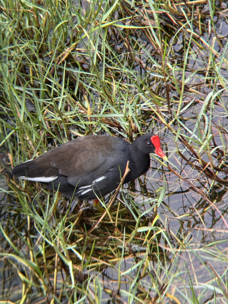 Amerika Sutavuğu (sandvicensis) - ML645082700