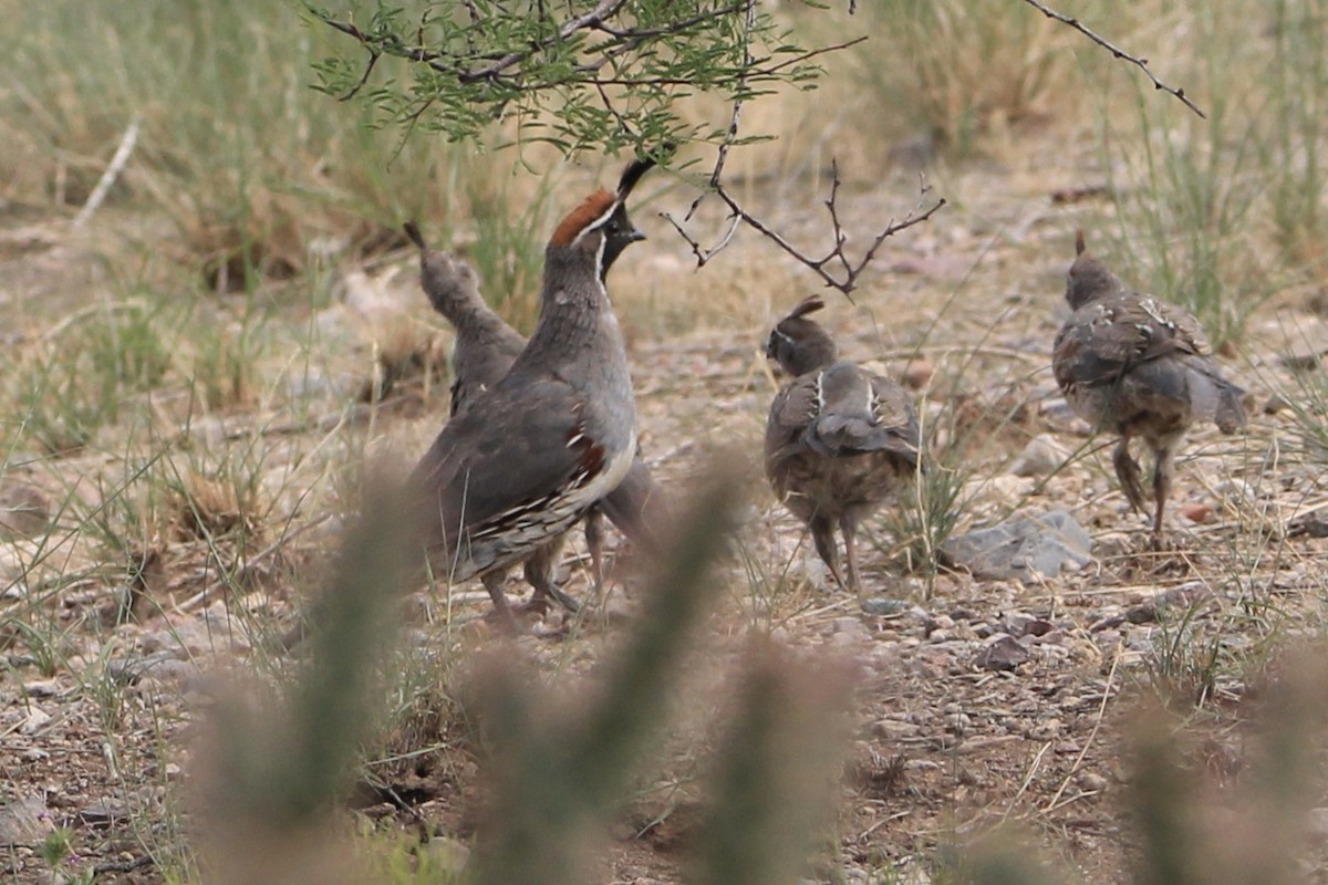Gambel's Quail - ML645082712