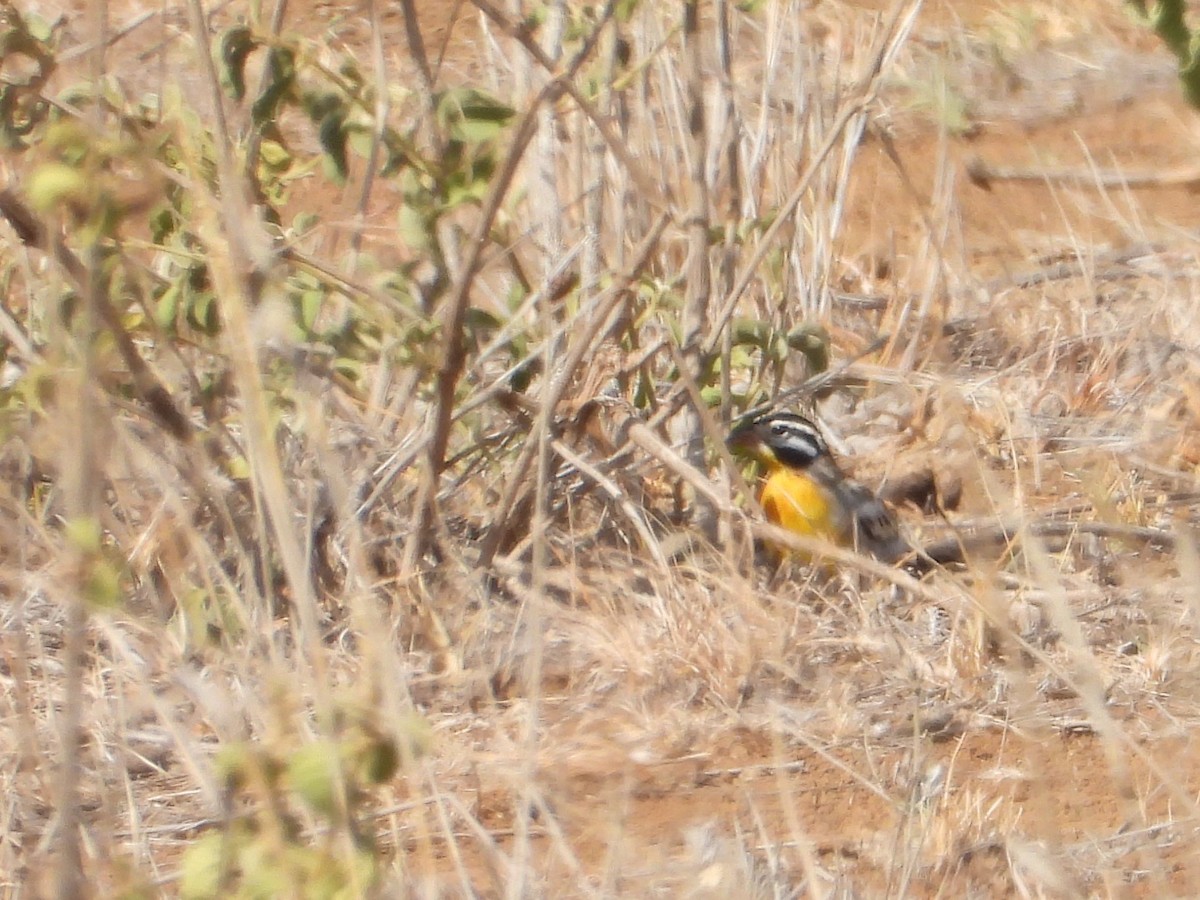 Somali Bunting - ML645082713