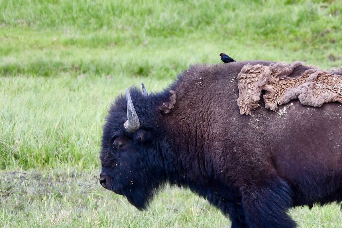 brunhodetrupial - ML645082740