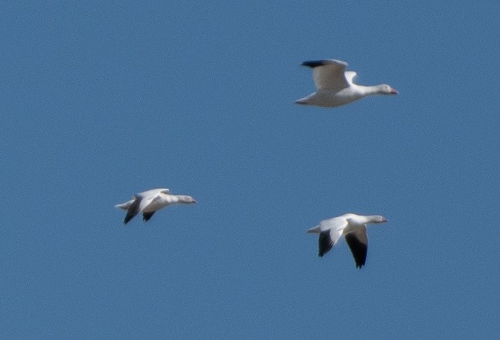 Ross's Goose - ML645082749