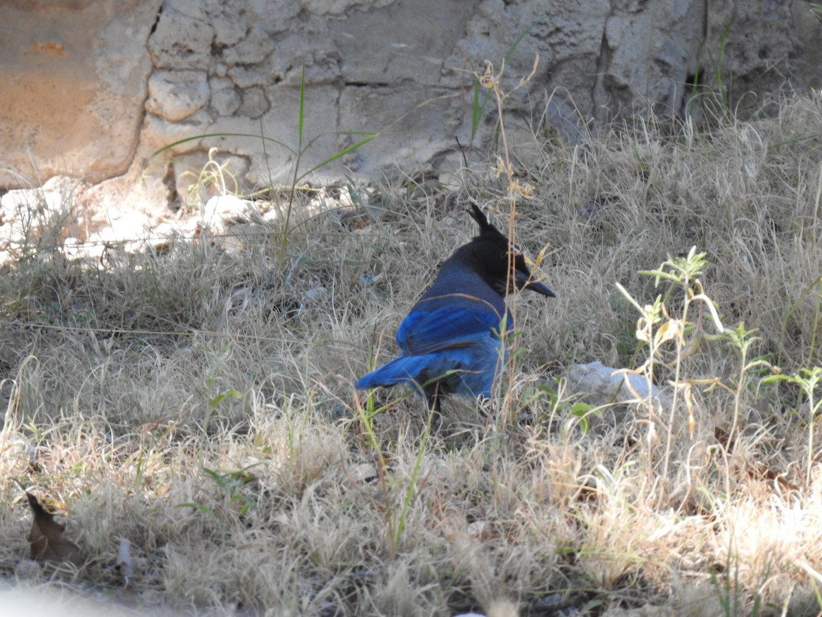 Стеллерова сойка - ML645082755