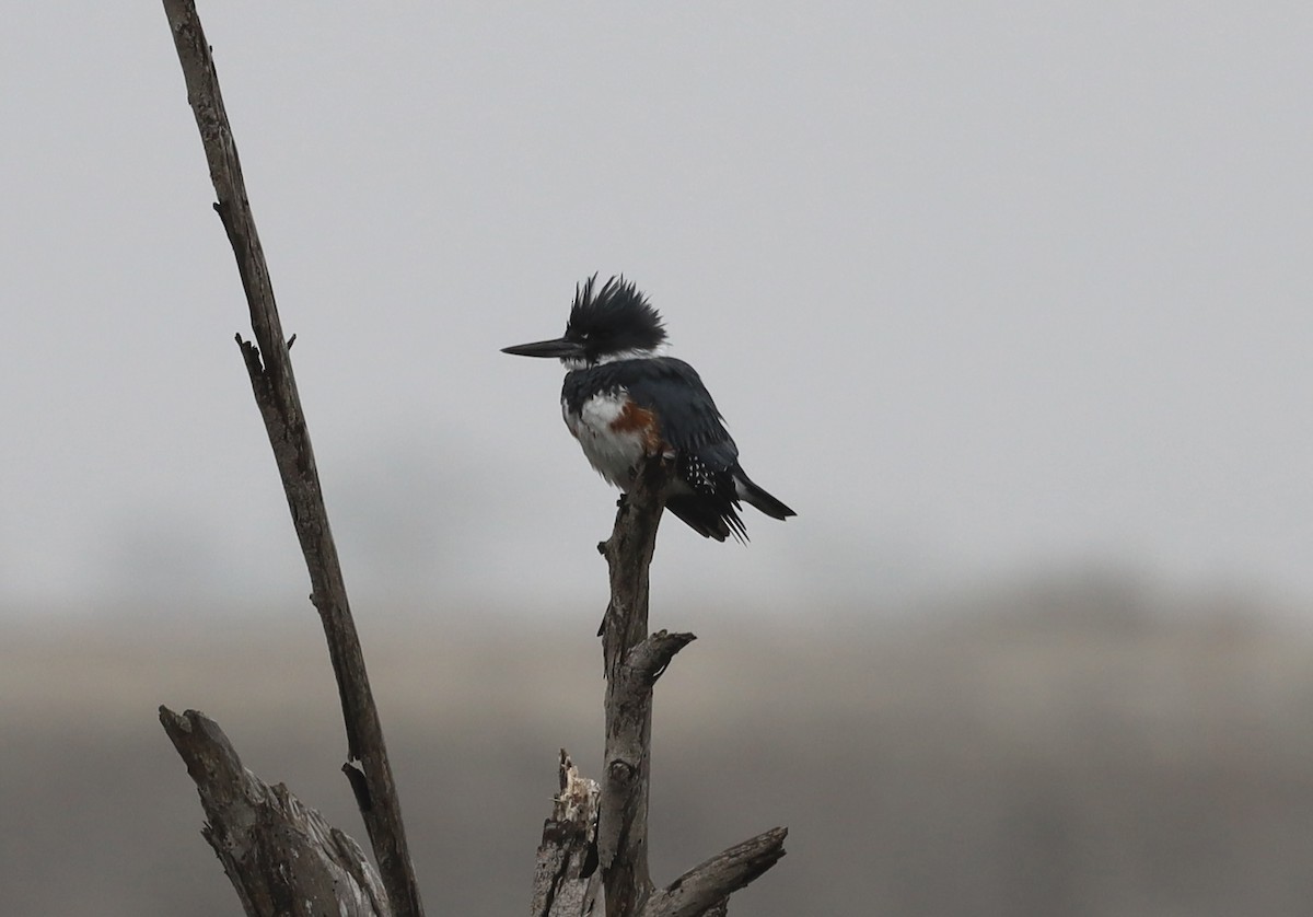 Опоясанный зимородок - ML645082758