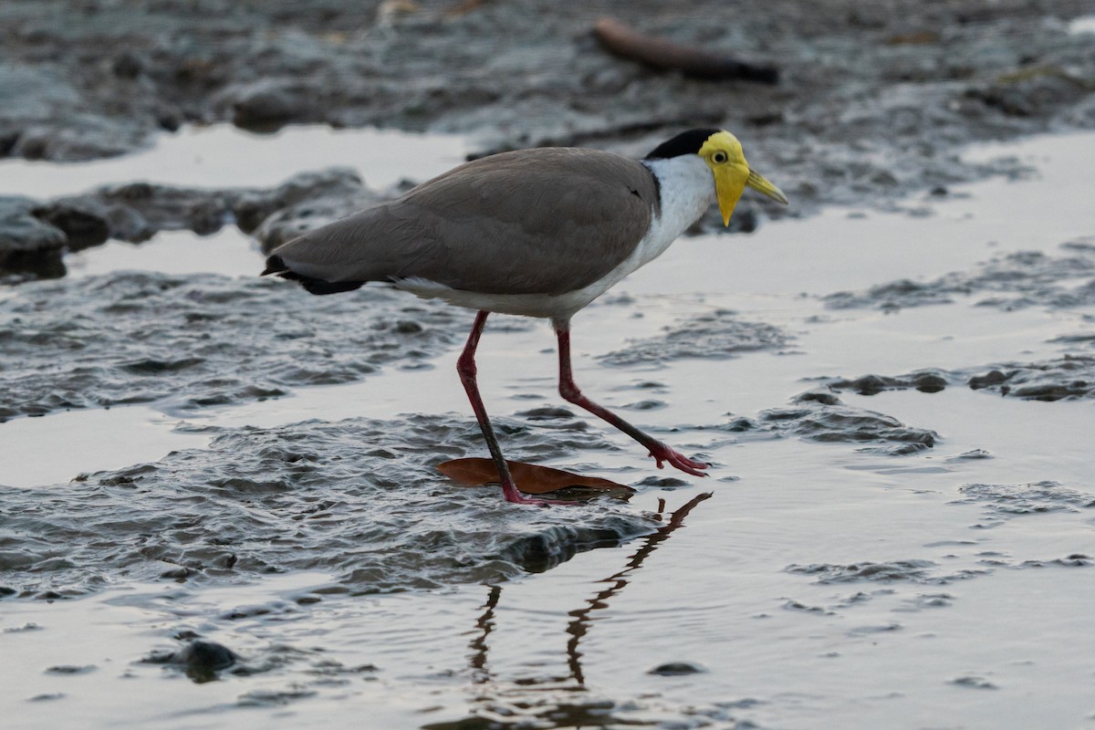 čejka australská - ML645082759