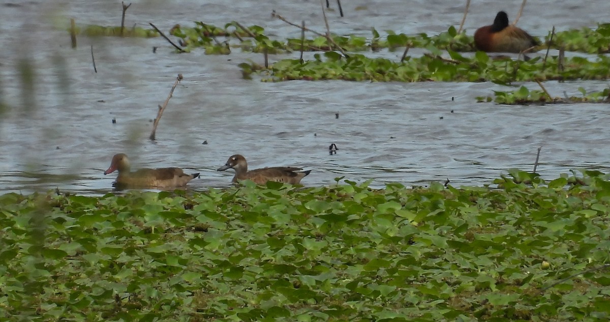 Brazilian Teal - ML645082778