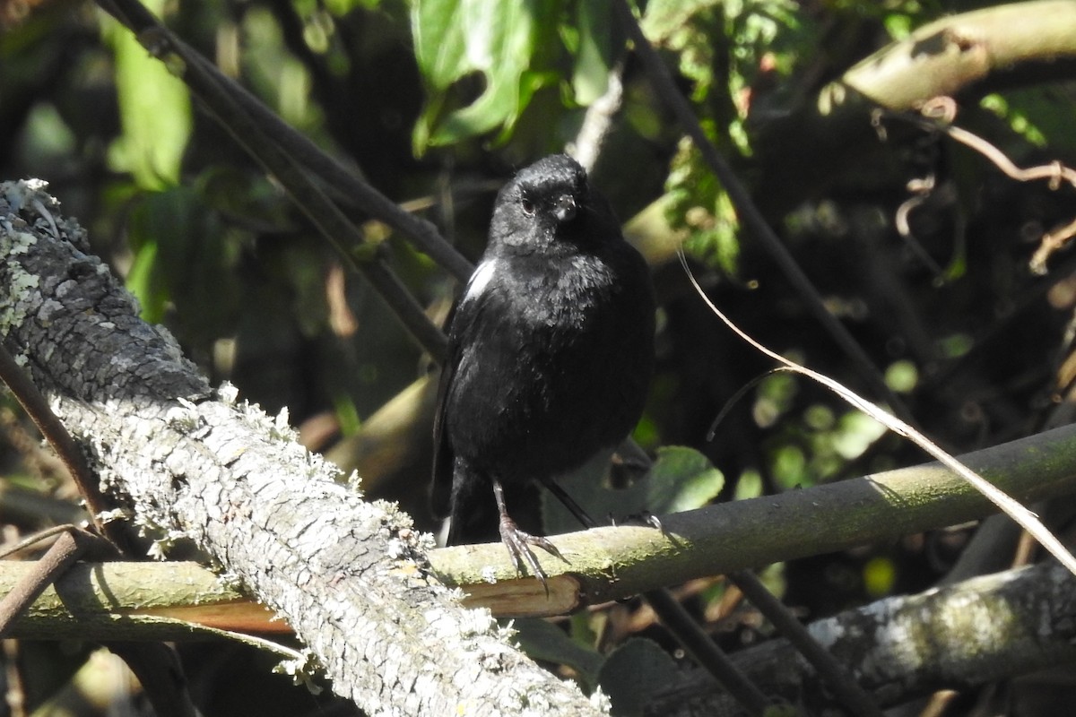 Black Flowerpiercer - ML645082779
