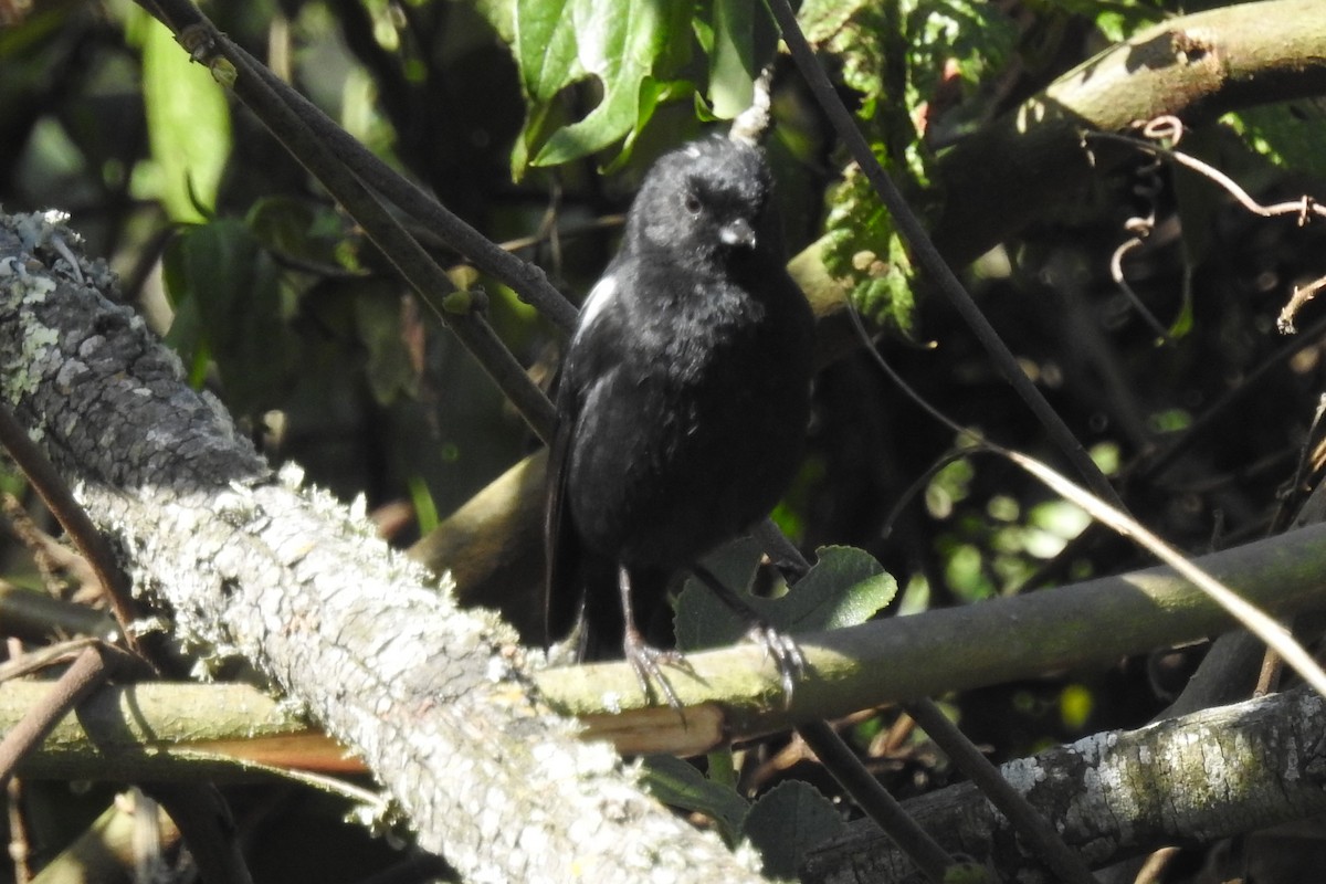 Black Flowerpiercer - ML645082780