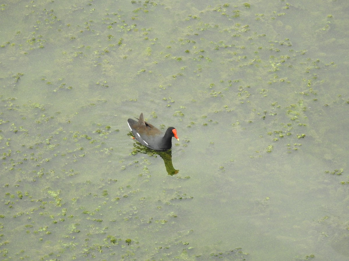 Amerika Sutavuğu - ML645082802